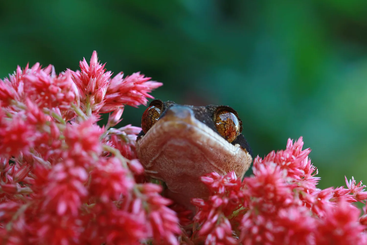 Biodiversity Definition