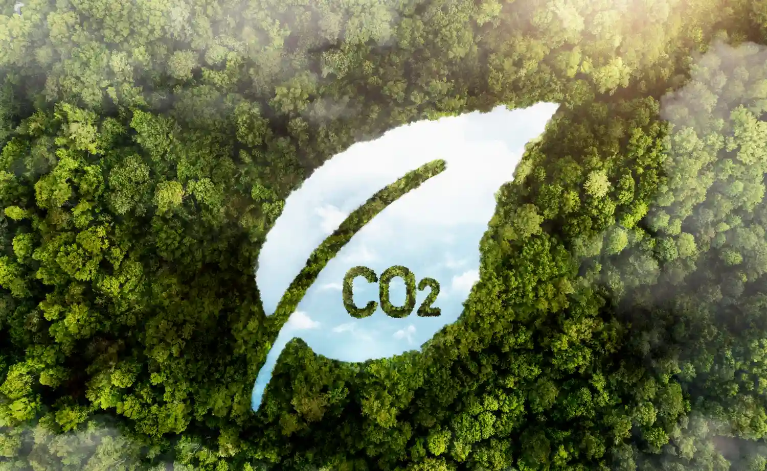 Carbon cycle explained