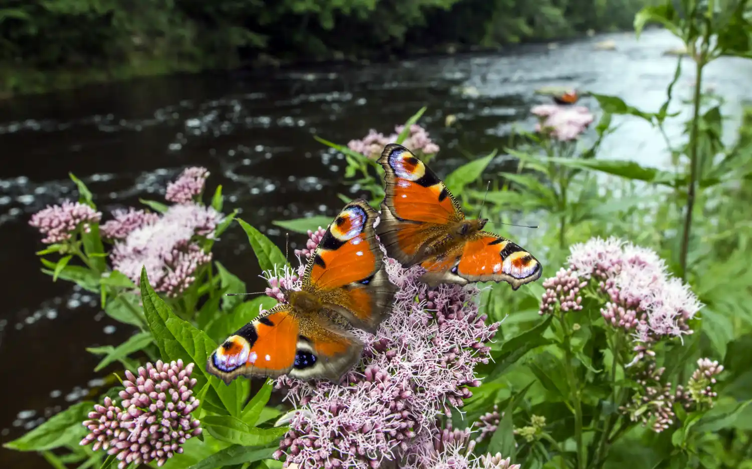 Biodiversity Definition