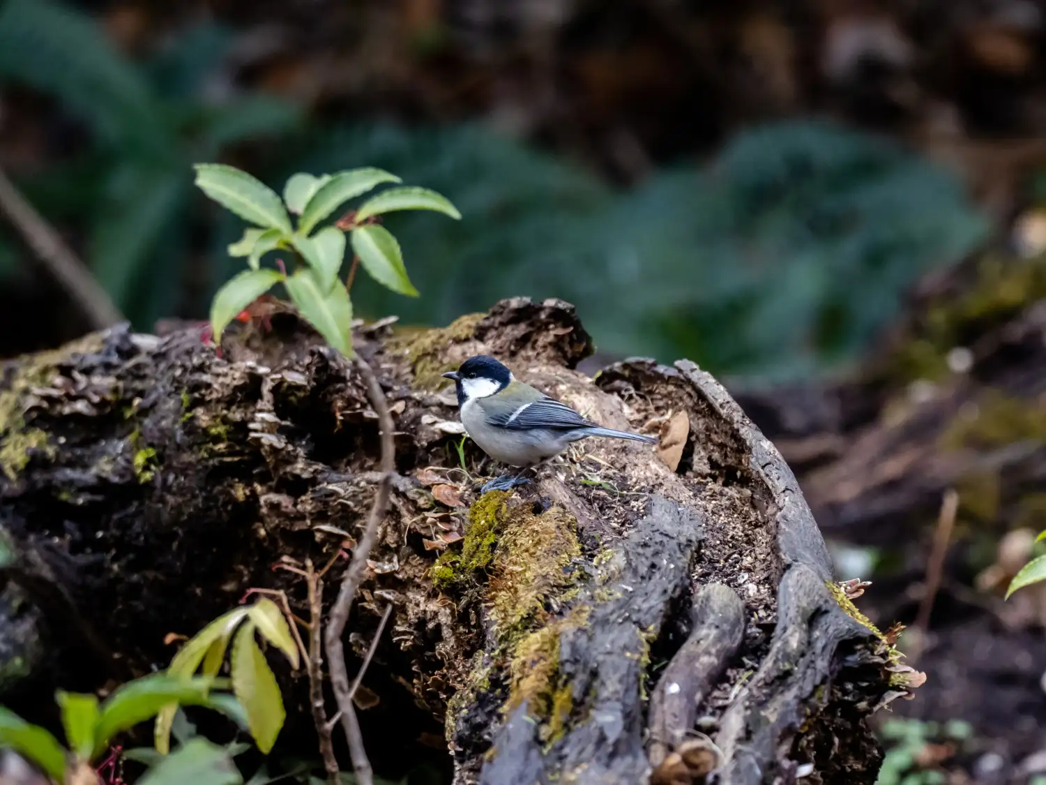 Biodiversity Definition